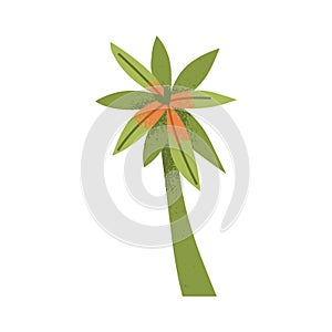 Tropical palm tree. Jungle leaf plant with green leaves and trunk, stalk. Exotic foliage vegetation. Natural botanical photo