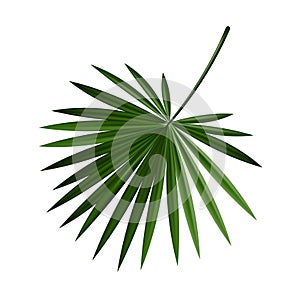 Tropical palm tree jungle leaves vector set. Leaf natural of jungle, colorful exotic leaves branch illustration. Eps 10