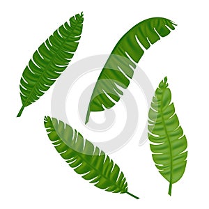 Tropical palm tree jungle leaves vector set. Leaf natural of jungle, colorful exotic leaves branch illustration. Eps 10