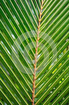 Tropical palm tree leaf