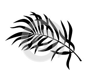 Tropical Palm Tree Leaf Black Silhouette Vector Drawing.