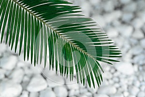 Tropical palm tree leaves background. Abstract natural background photo