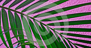 Tropical palm tree leaves background video