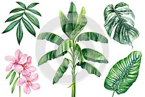 Tropical palm tree, leaves, monstera, flower. Watercolor plant illustration on isolated white background, jungle design