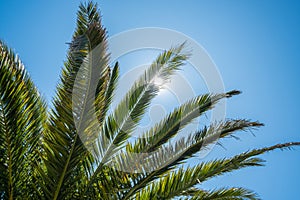 Tropical palm tree leaves in summer with sunlight glinting between branches
