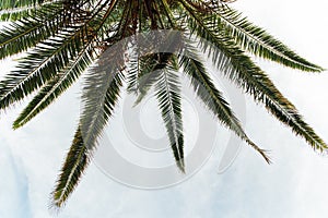 Tropical palm tree leaves sway in a gentle breeze against blue sky