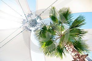 Tropical palm tree with light awning umbrella under blue sky sunshine reflection