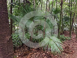 Tropical palm tree with lush leaves in the shade, Livistona Rotundifolia.