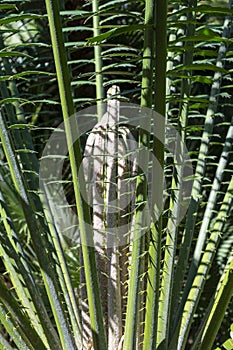 Tropical palm tree malele or kwango giant cycad Encephalartos laurentianus from Angola, Arfica