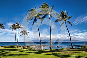 Tropical palm tree and Molokai view from Napili Bay on Maui.
