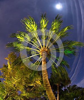 Tropical palm tree in the moonlight