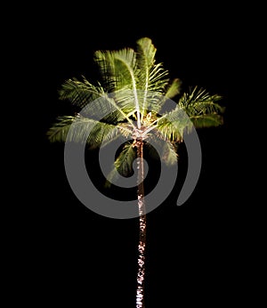 Tropical Palm Tree at Night