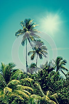 Tropical palm tree oasis in sunshine