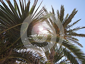 Tropical palm tree over beautiful blue sky. Relaxing, discovering and enjoying the tropical vacations.