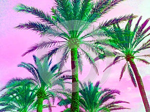 Tropical palm tree in retro vapor synth wave neon 80`s summer vibe saturated in bright pink and ufo green exotic trend pop art