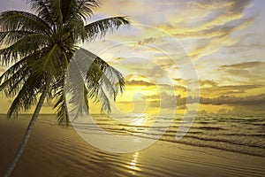 tropical palm tree and sea at sunset