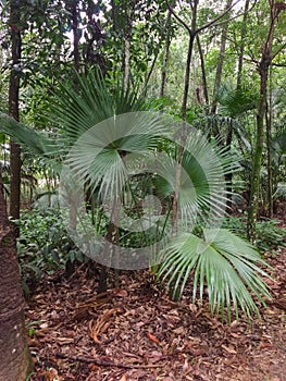 Tropical palm tree in shadow, Livistona Rotundifolia.