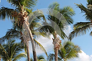 palm tree beach and sky background