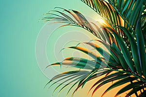 Tropical palm tree with sun light. Summer vacation wallpaper. Fluorescent colours