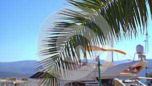 Tropical palm tree on sunny sky background. Exotic green palm leaves sway on the beach. Relax, vacation, tropics concept