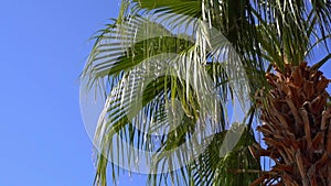 Tropical palm tree on sunny sky background. Exotic green palm leaves sway on the beach. Relax, vacation, tropics concept