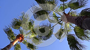 Tropical palm tree on sunny sky background. Exotic green palm leaves sway on the beach. Relax, vacation, tropics concept