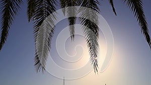 Tropical palm tree on sunny sky background. Exotic green palm leaves sway on the beach. Relax, vacation, tropics concept
