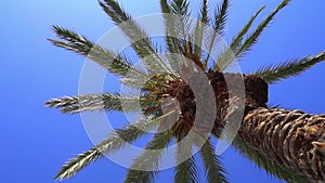 Tropical palm tree on sunny sky background. Exotic green palm leaves sway on the beach. Relax, vacation, tropics concept