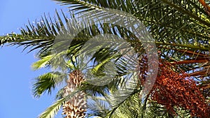 Tropical palm tree on sunny sky background. Exotic green palm leaves sway on the beach. Relax, vacation, tropics concept