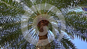 Tropical palm tree on sunny sky background. Exotic green palm leaves sway on the beach. Relax, vacation, tropics concept