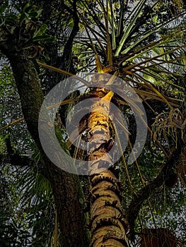 Close-Up of a Tropical Palm Tree Trunk in Dramatic Light