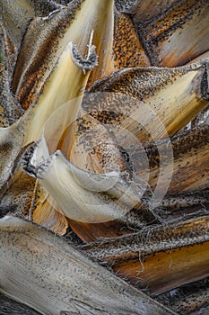 Tropical Palm Tree Trunk Close Up