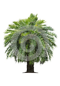 Tropical palm tree on white