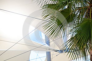 Tropical palm tree, white awning, beautiful luxury building under sunshine reflection