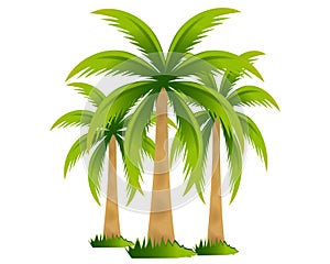 Tropical palm trees