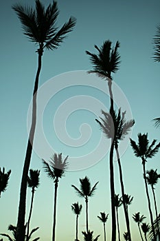 Tropical Palm trees
