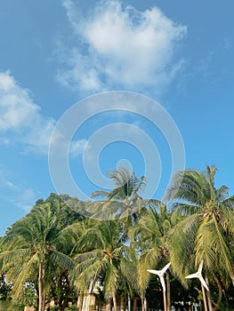 Tropical palm trees against blue sky