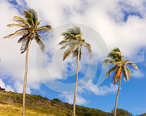 Tropical palm trees against a blue sky