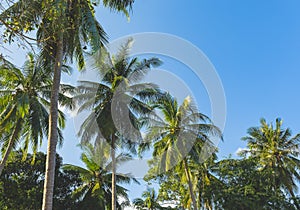 Tropical palm trees against blue sky background