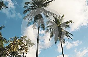 Tropical palm trees against blue sky and clouds