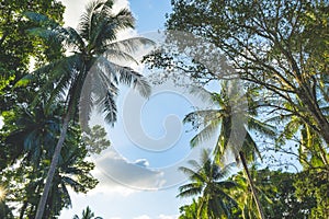 Tropical palm trees against blue sky and clouds