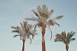 Tropical palm trees against blue sky, toned photo. Concept of summer vacation