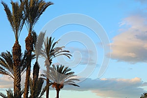 Tropical palm trees against blue sky and white fluffy clouds abstract background. Summer vacation and nature travel