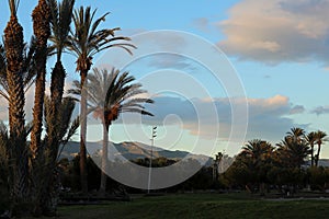 Tropical palm trees against blue sky and white fluffy clouds abstract background. Summer vacation and nature travel