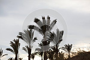 Tropical palm trees against blue sky and white fluffy clouds abstract background. Summer vacation and nature travel