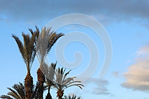 Tropical palm trees against blue sky and white fluffy clouds abstract background. Summer vacation and nature travel