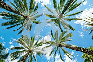 Tropical palm trees against a clear blue sky, concept of travel and natural beauty.