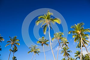 Tropical palm trees against clear blue sky