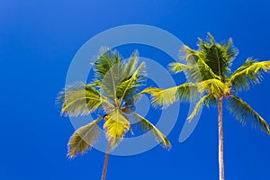 Tropical palm trees against clear blue sky