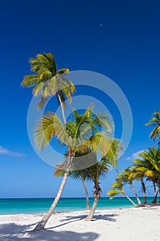 Tropical palm trees against clear blue sky